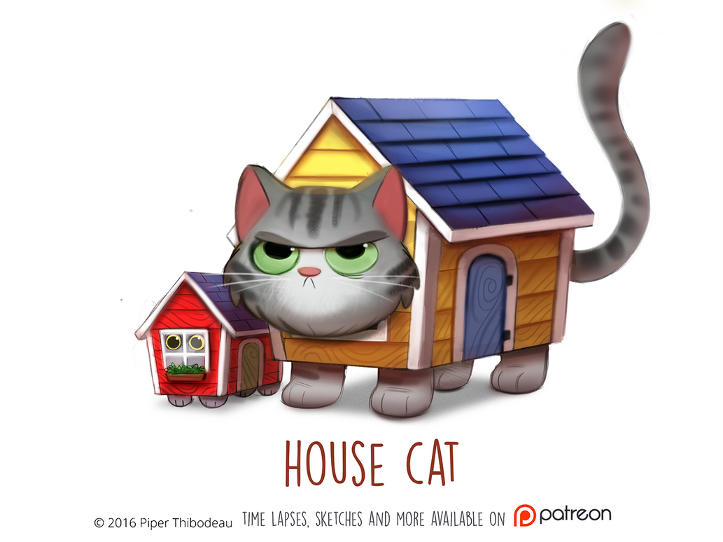 Image result for house cat