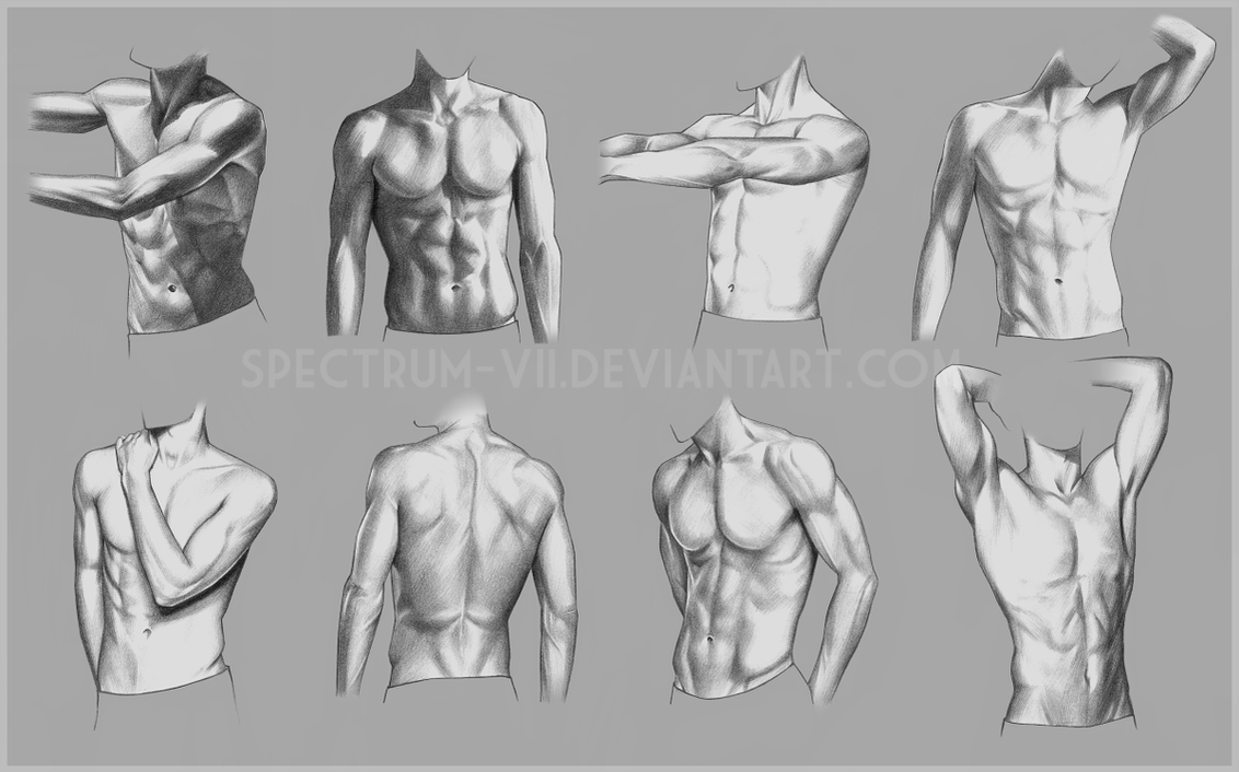 Anatomical Study Torso by SpectrumVII on DeviantArt