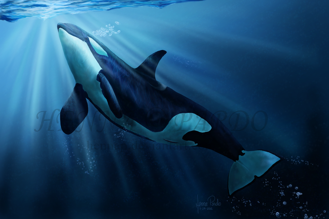 Znalezione obrazy dla zapytania orca painting