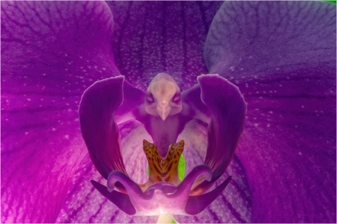 heart_of_an_orchid__the_bird_that_watch_the_drop__by_art_hax-d7let0u.jpg