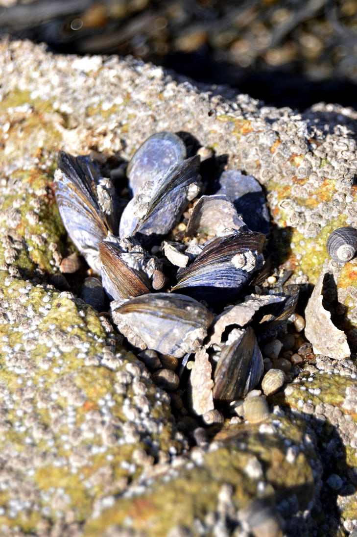 seashells 3 by Ama-Lemuria
