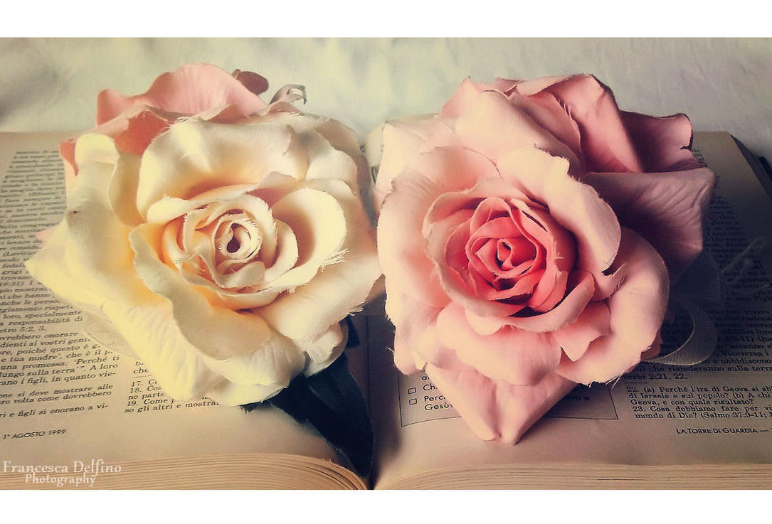 Pink And White Roses Tumblr